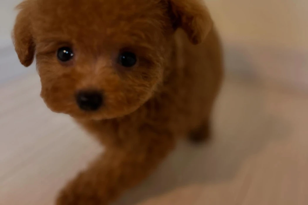 画像500
