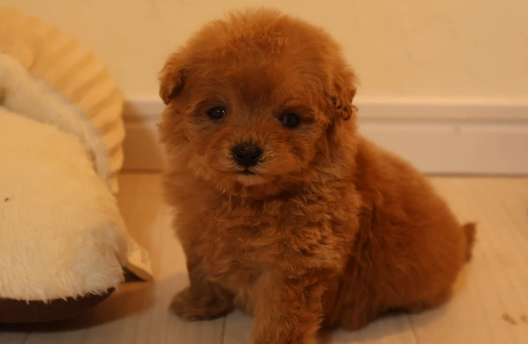愛犬のおしゃれ革命！
