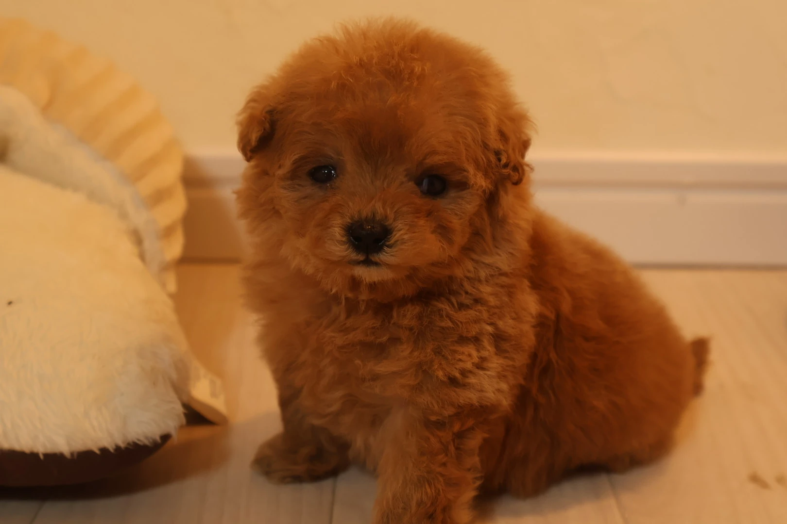愛犬のおしゃれ革命！