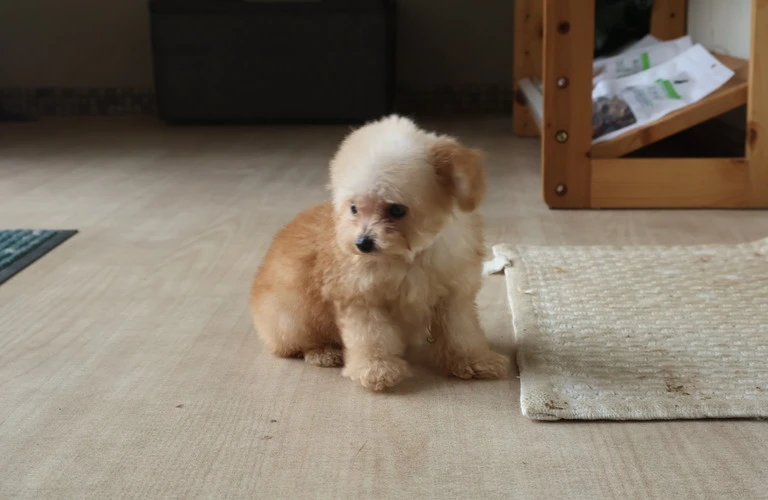 トイプードル愛好家必見！2024年注目の犬種とは？