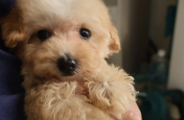 愛情とケアで輝く犬との美しい絆を育む日々