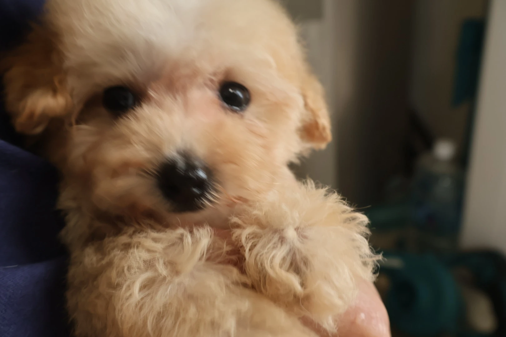 愛情とケアで輝く犬との美しい絆を育む日々