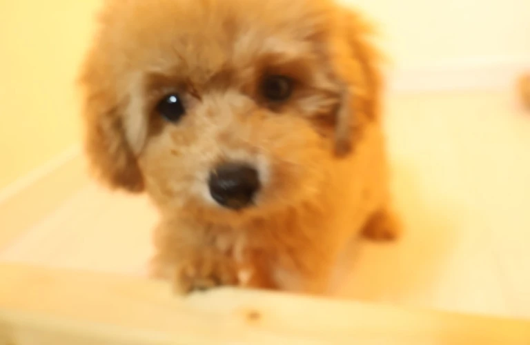 福山市のブリーダーから直接購入！安心のトイプードル子犬ガイド