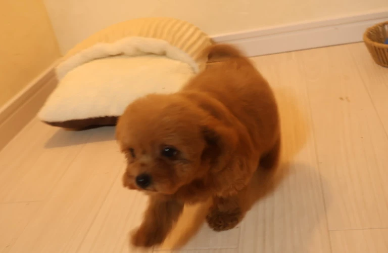子犬時代からの正しいトイプードル育成法を伝授します