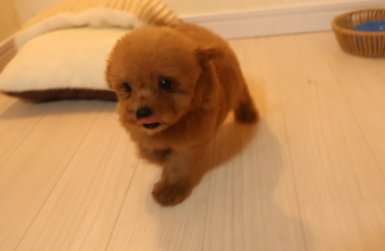 理想のトイプードル子犬を広島で見つけるための完全ガイド