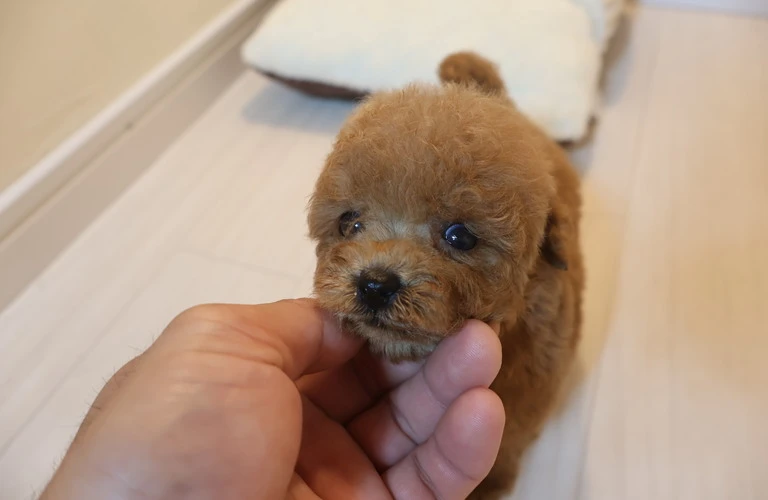 アレルギーに強いトイプードルの飼い方をマスター！