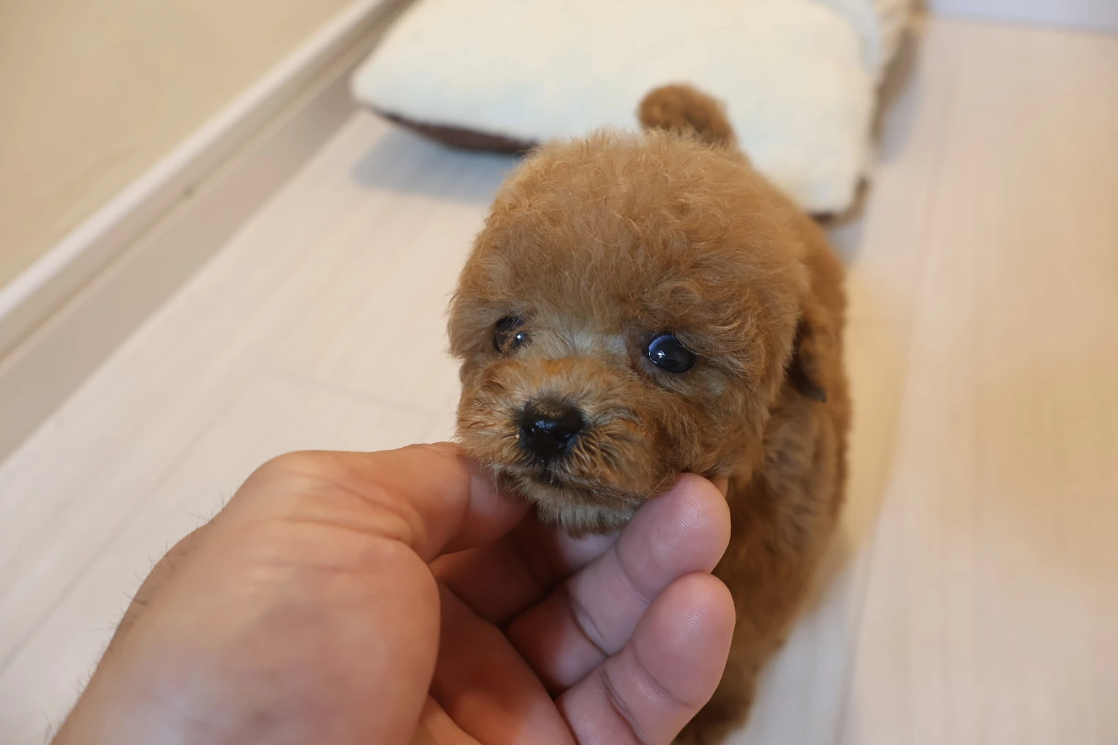アレルギーに強いトイプードルの飼い方をマスター！