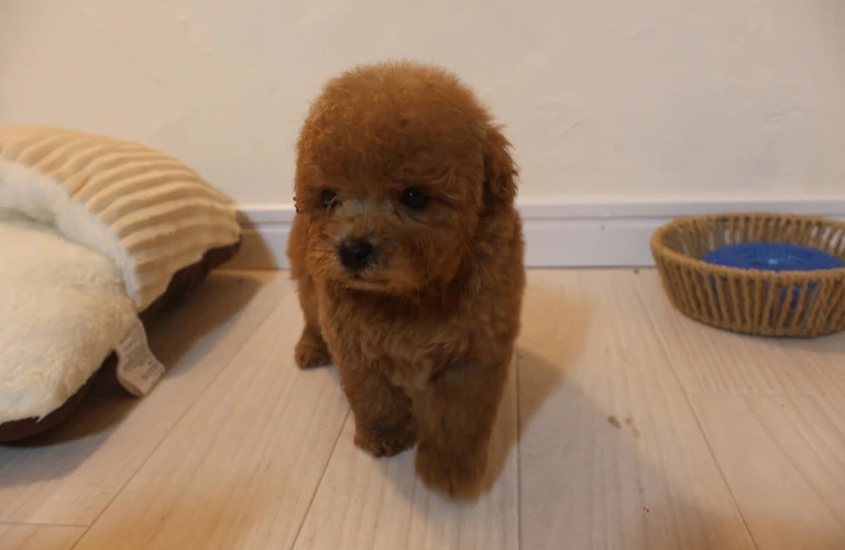 愛犬の美しさを引き出す、トリミングとケアの極意！
