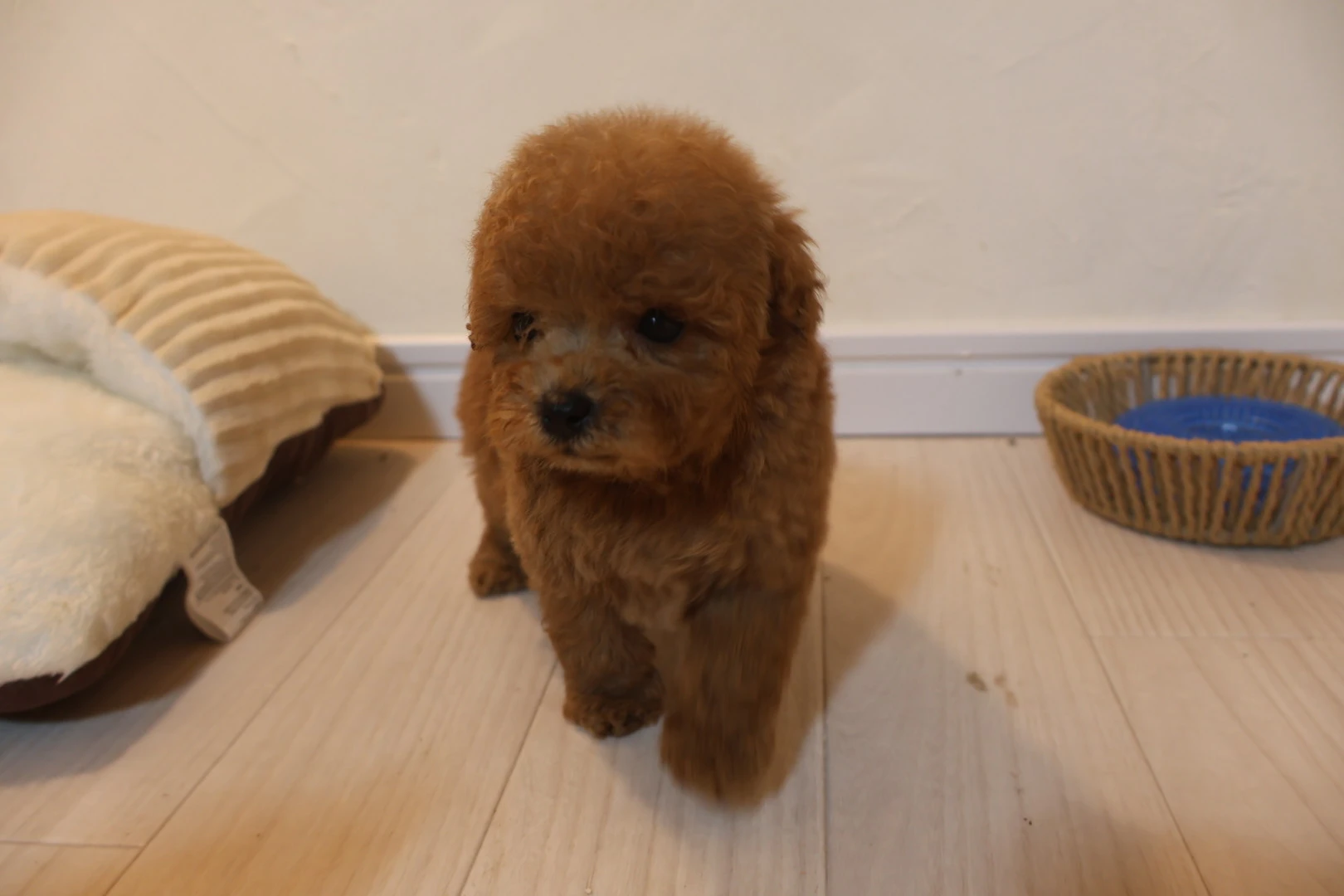 愛犬の美しさを引き出す、トリミングとケアの極意！