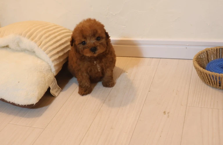 広島で安心の犬ブリーダーと子犬を見つけよう