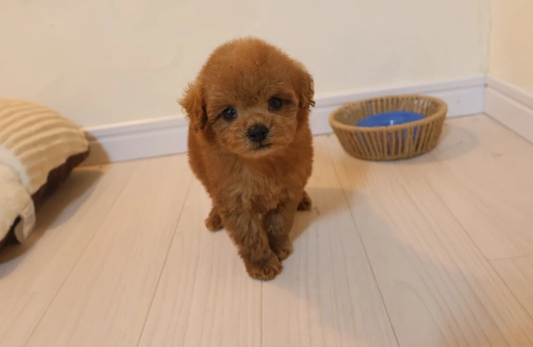 涙やけを防いで、愛犬をもっと美しく！