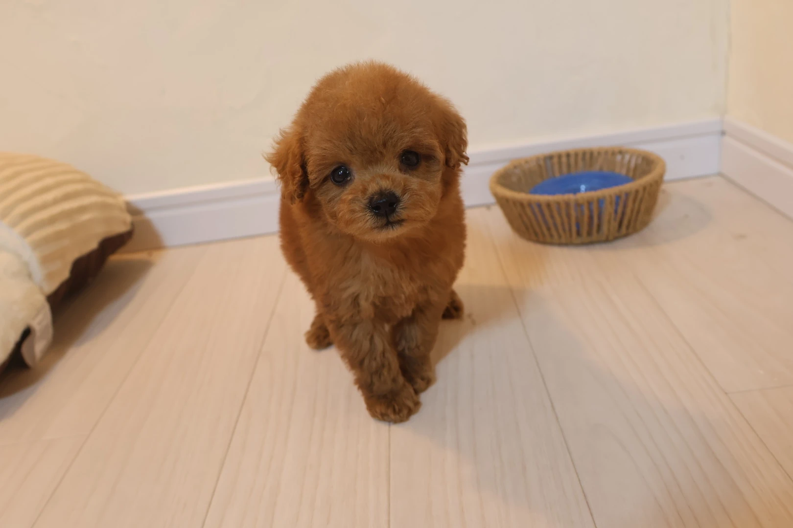 涙やけを防いで、愛犬をもっと美しく！