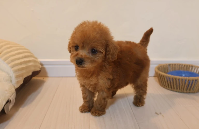 安心安全なドッグフード選びで、愛犬の健康をしっかり守ろう！