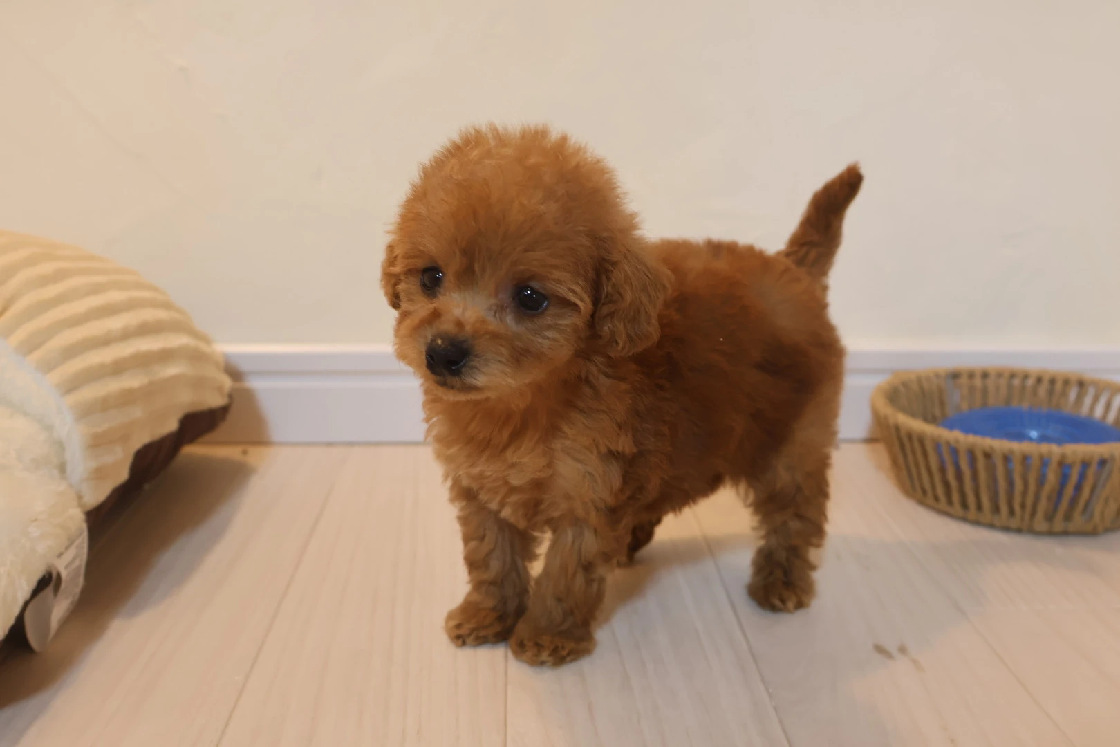 安心安全なドッグフード選びで、愛犬の健康をしっかり守ろう！