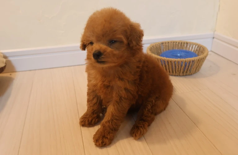 人気のトイプードル！子犬選びの成功ガイドと注意点