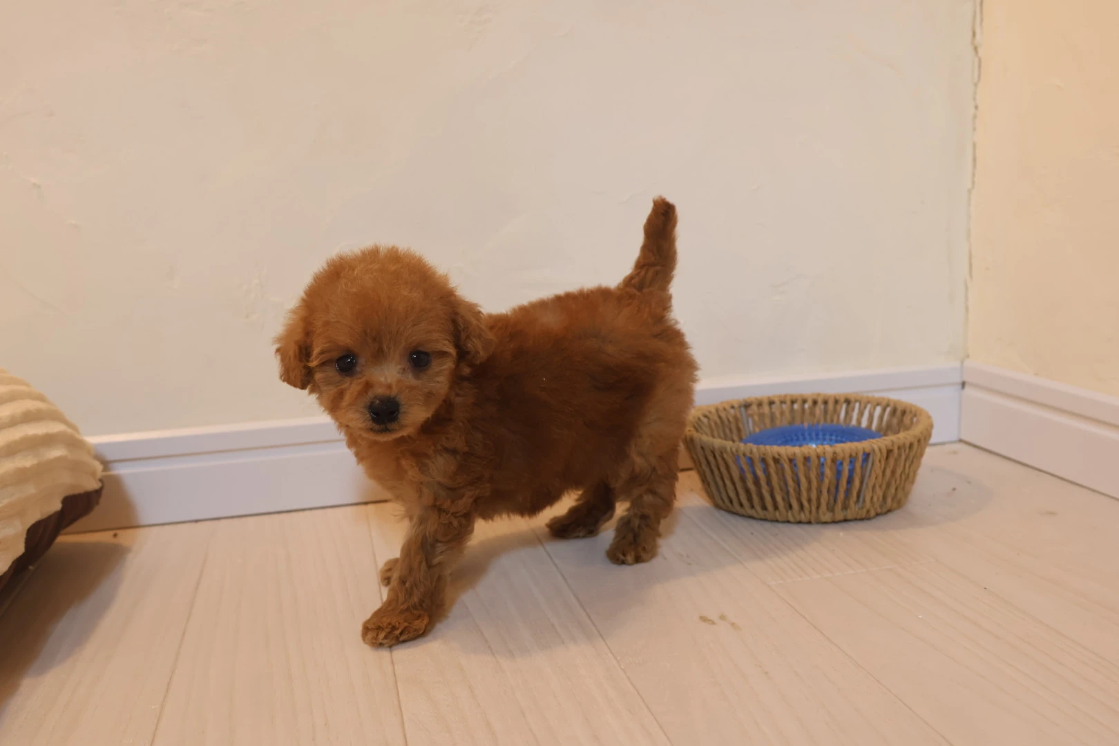 トイプードルを飼おうかお考えなら<br />かわいいトイプードルを「家族の一員」としてお迎えしませんか？