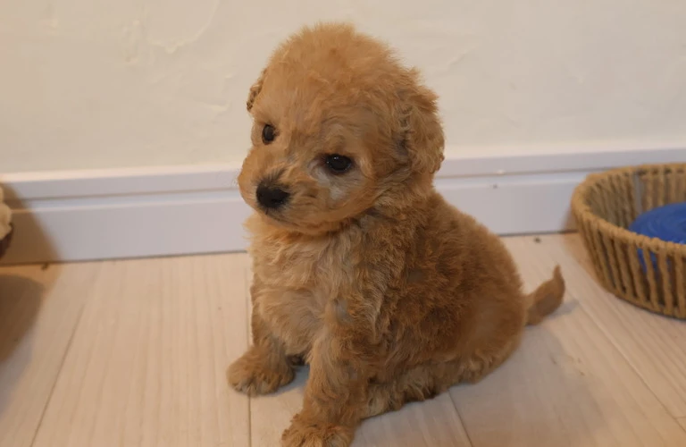 トイプードルの子犬をお迎えするための最終ガイド！
