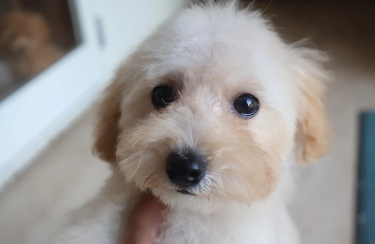 トイプードルの健康守護者として、あなたの愛犬を豊かに！