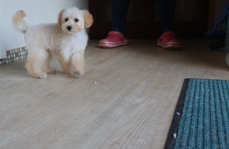 ドッグフード選びで愛犬を健康に！