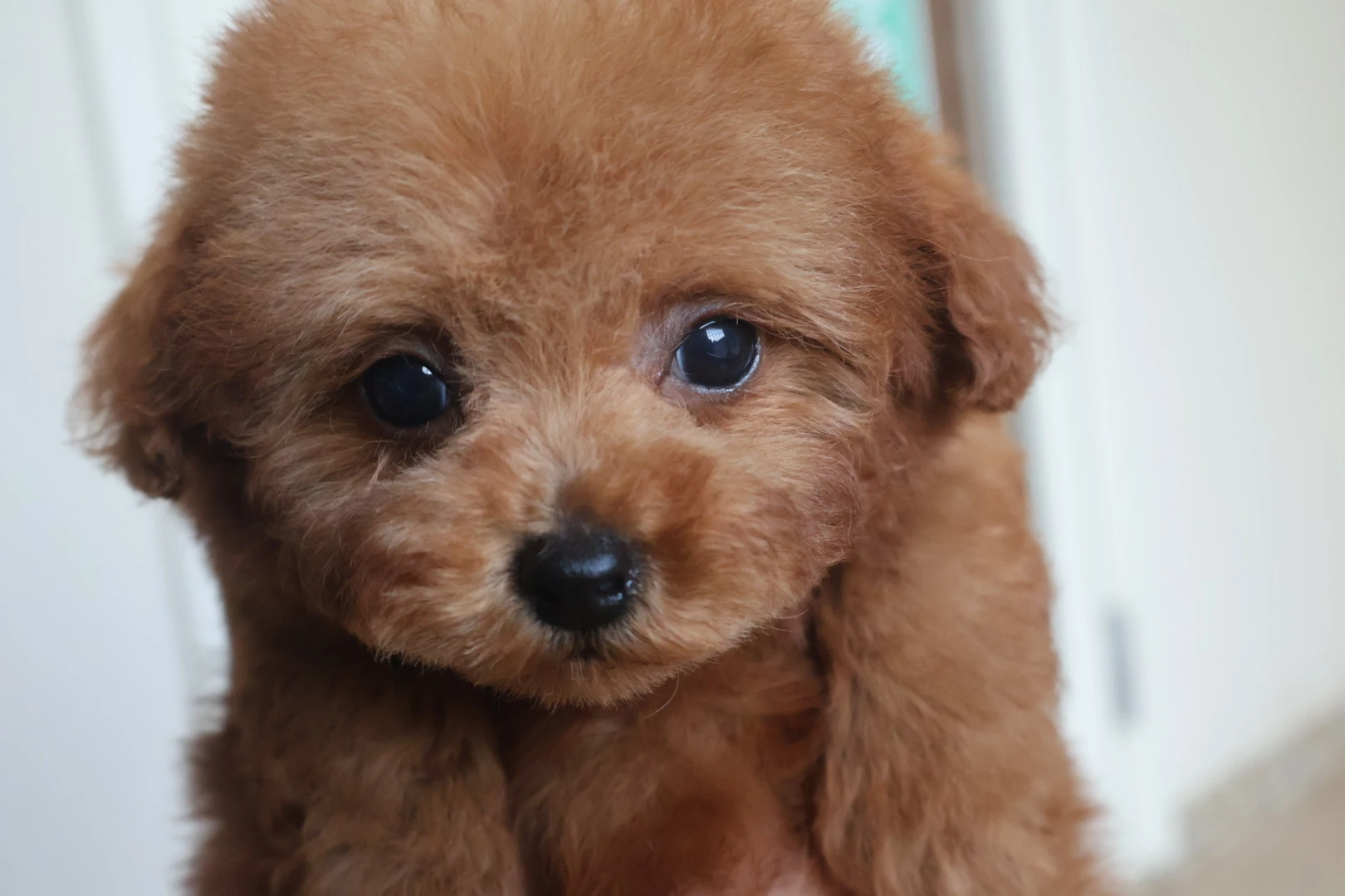 子犬購入は未来の家族との出会い。ブリーダー選びが成功の秘訣！