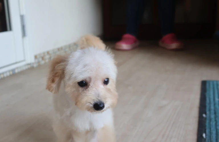 あなたの新しい家族、トイプードルの魅力と飼い方を徹底解説します！