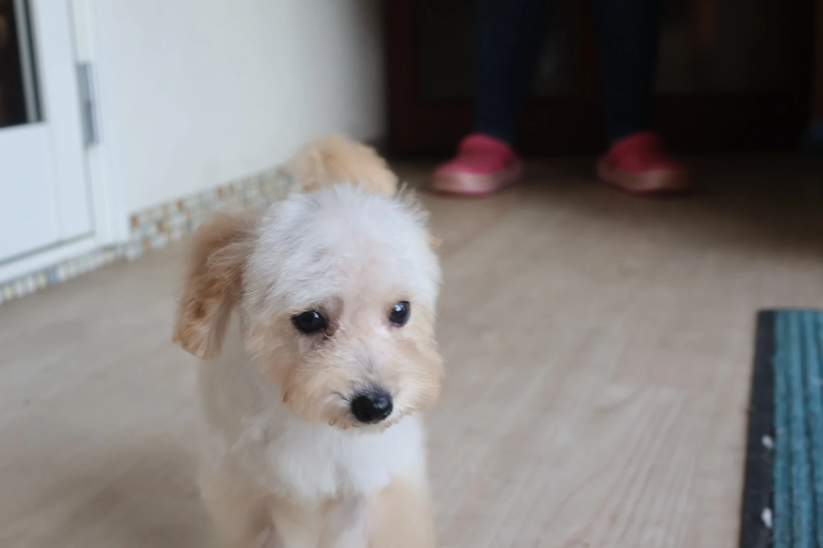 あなたの新しい家族、トイプードルの魅力と飼い方を徹底解説します！