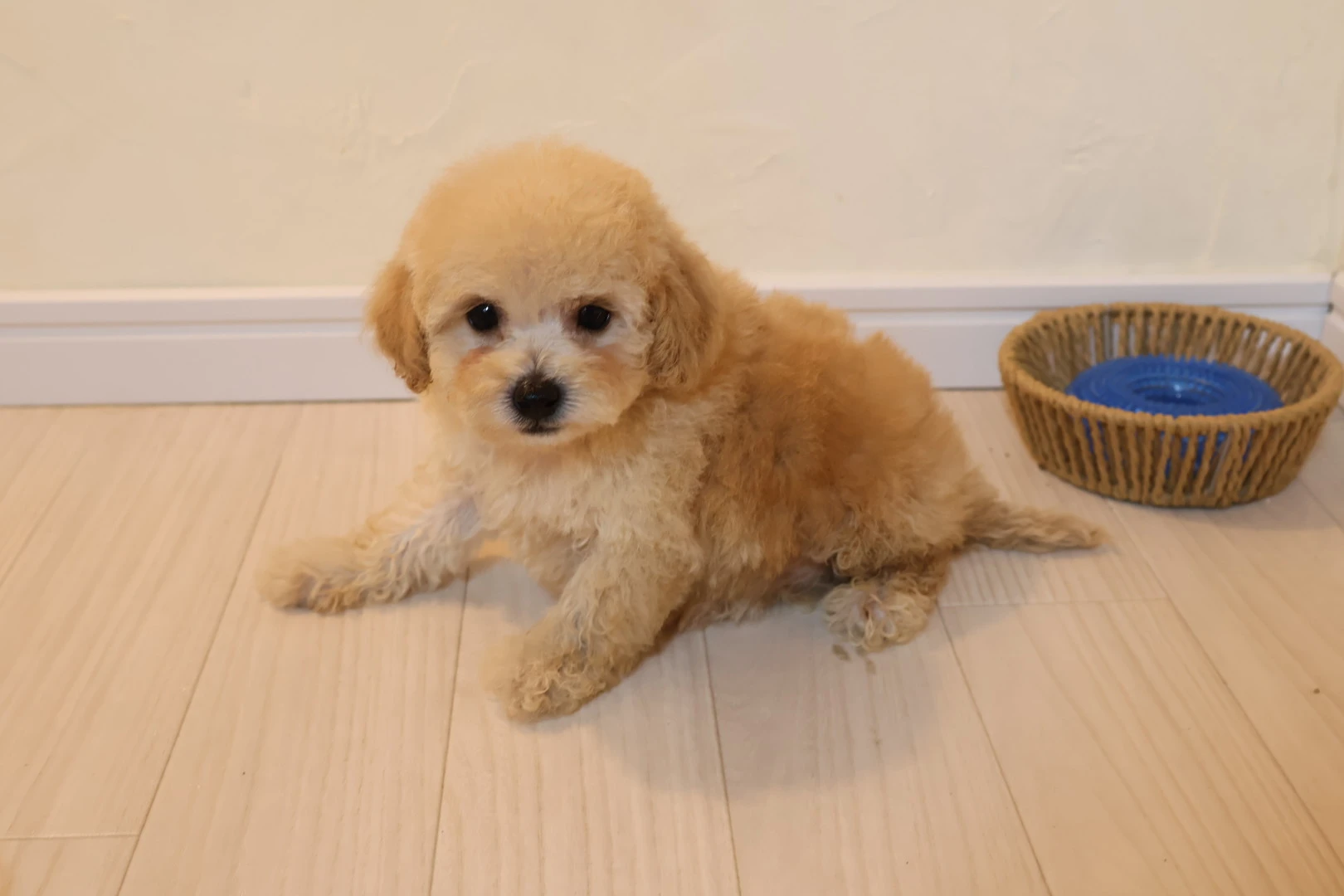 愛らしい小型犬があなただけの家族に！