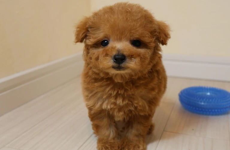 あなたの愛犬との素晴らしい生活はここから始まる！