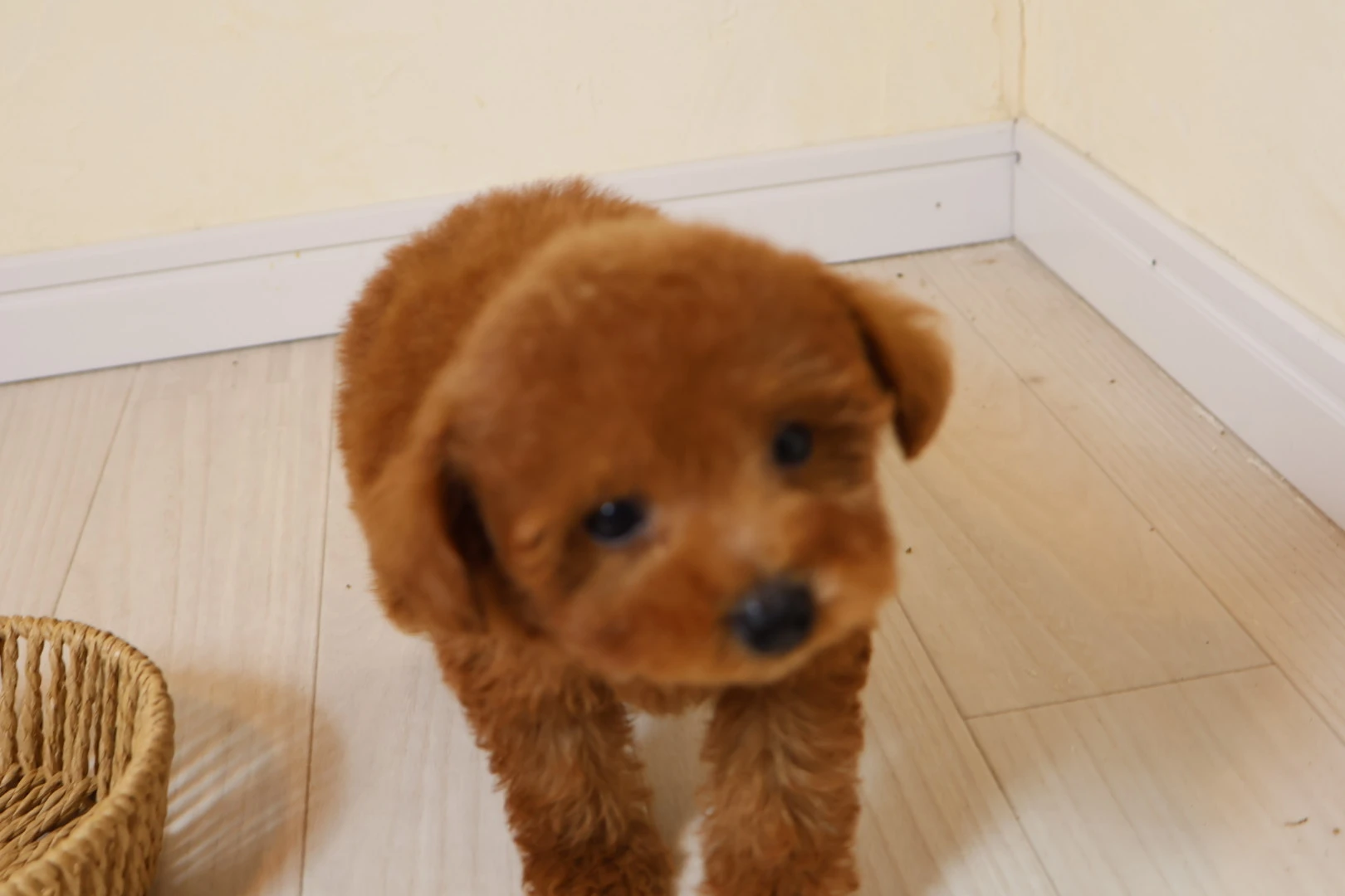 あなたの生活にぴったり合うトイプードルをお迎えしよう！