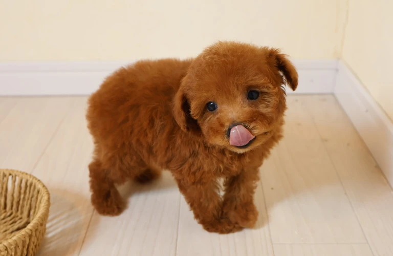 初心者が安心してトイプードルを飼えるポイントを徹底解説！