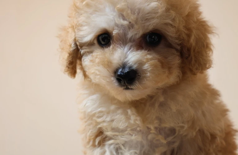 トイプードル子犬の健康を守る、飼い主としての心得を学びましょう！