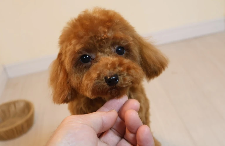 笠岡市の子犬探しはここから始まる！