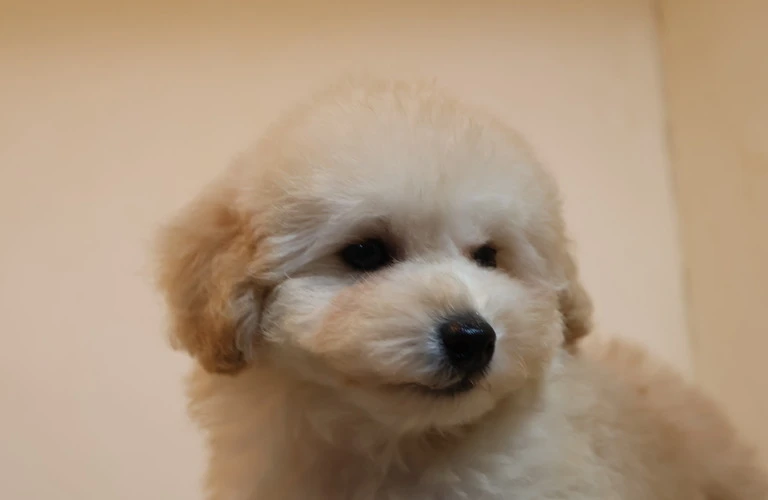 あなたの家族にぴったりの子犬を笠岡市で探そう！
