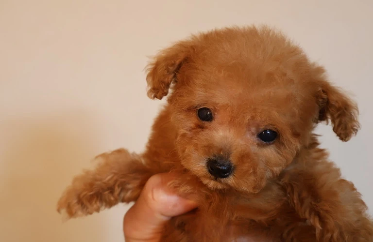 岡山の愛犬家必見！トイプードルを迎えるための完全ガイド