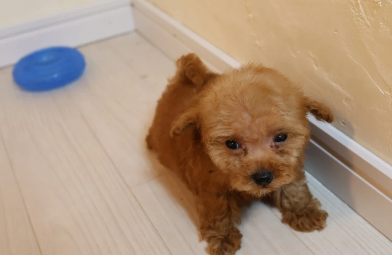 笠岡市で初めてトイプードルを飼う方へ！