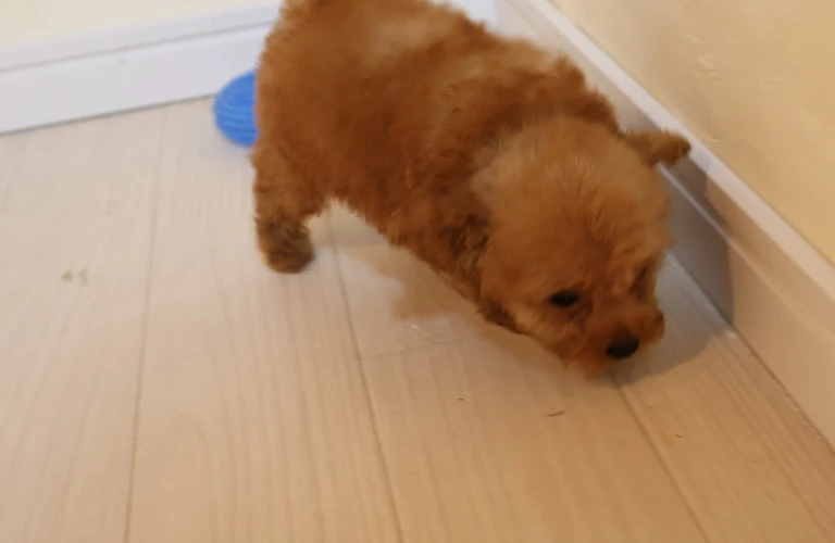 初めてトイプードルを飼うなら、全てがここに！