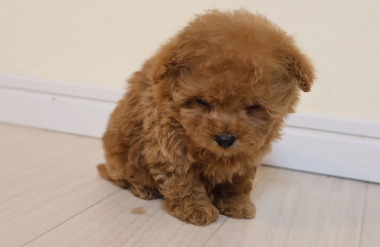 笠岡市で可愛い女の子の子犬トイプードルと素晴らしい生活を始めよう！