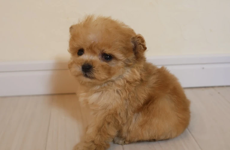 11月生まれの元気な子犬たちが福山市で待っている！