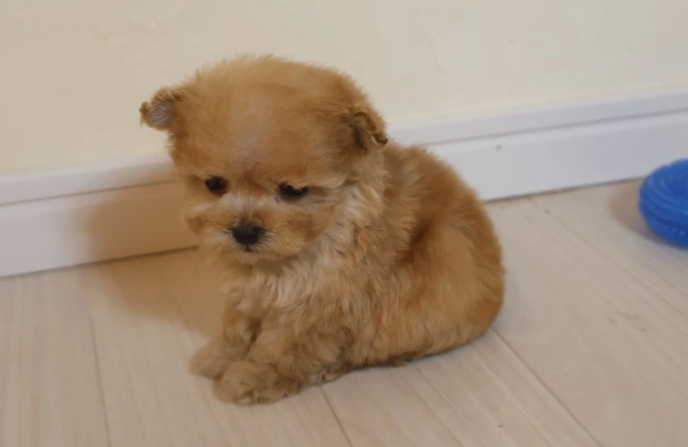 広島で出会える！クリーム色のトイプードル子犬、11月生まれの成長過程を一緒に楽しもう！