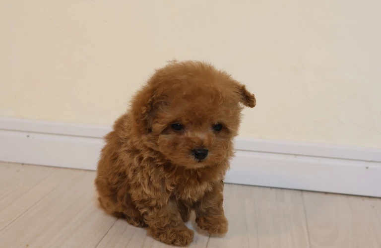 愛らしいアプリコットのトイプードル子犬で、心温まる瞬間を！