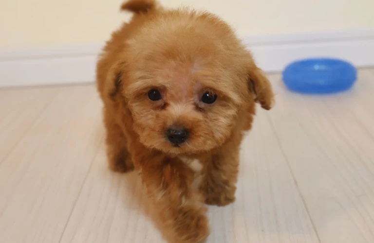 愛らしいトイプードルの子犬をお迎えしよう！