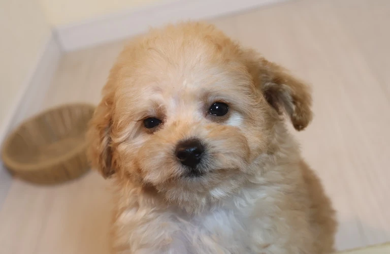 12月生まれのトイプードル子犬と新しい年を迎えましょう！