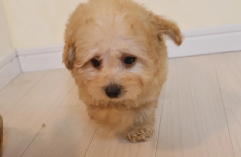 元気いっぱいの広島産トイプードル子犬があなたを待っています！