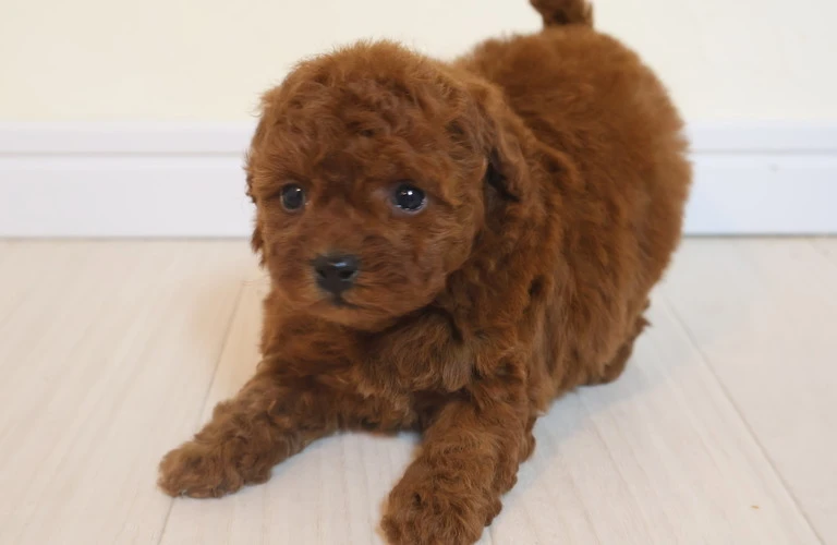 笠岡市でトイプードルの子犬を探しているあなたへ！