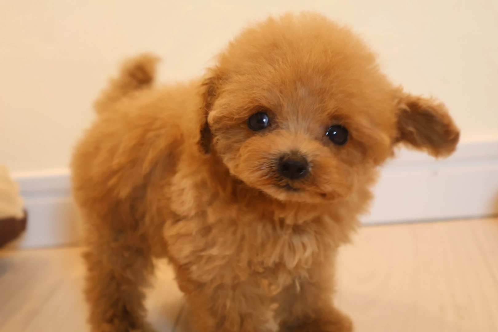 府中市で健康的に育てられたトイプードル子犬。かわいい親犬との生活があなたを待っている！