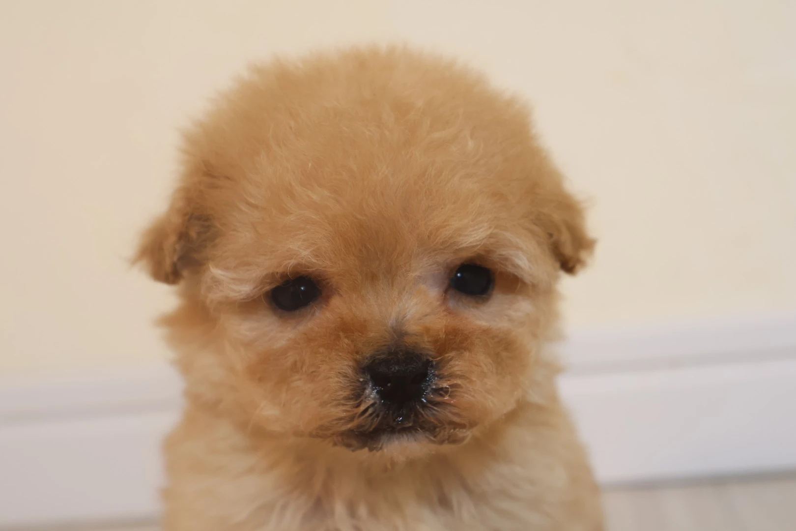 トイプードル飼いの新常識、しっかり体格の子犬がもたらす幸せライフ！