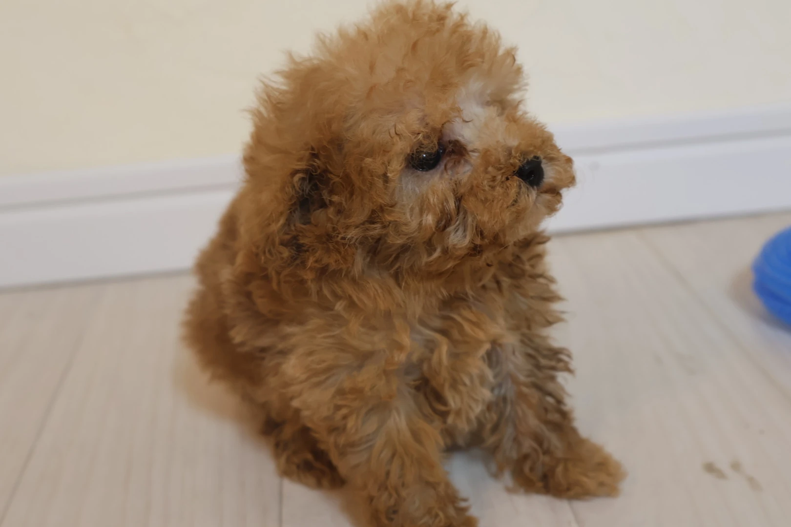 トイプードルの飼育をもっと楽しく！