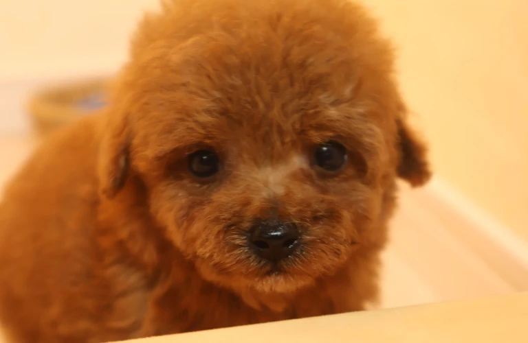 広島市でトイプードルを飼うなら知っておきたい！