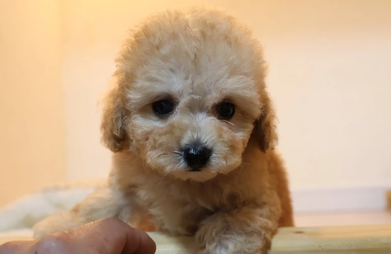 愛犬のための理想的な生活環境がここに！