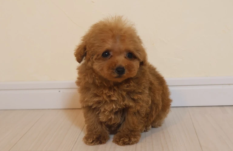 愛犬を最高に可愛くするならトイプードル耳短めカット！